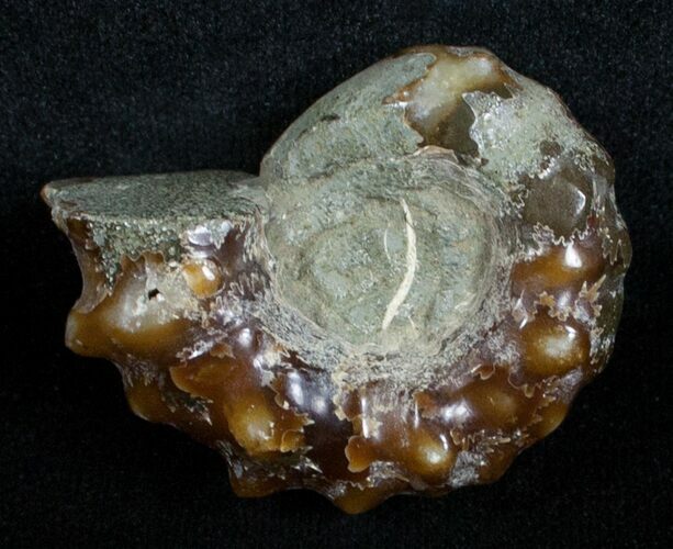 Polished Douvilleiceras Ammonite - / Inches #3721